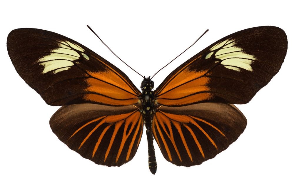 Heliconius astraea Familie der Passionsblumenfalter  63 mm Flügelspannweite, Brasilien